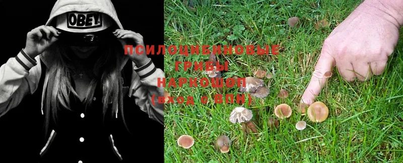 Галлюциногенные грибы Psilocybe  Белорецк 